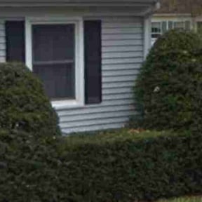 Bush Trimming by deeper roots lawncare reviewed on April 25, 2022