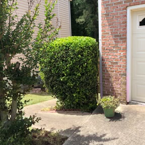 Bush Trimming by Hightower’s 4 Seasons reviewed on October 12, 2024