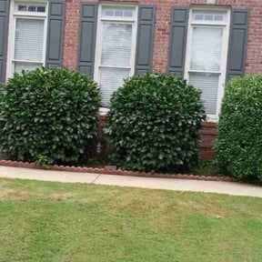 Bush Trimming by Payless Concrete LLC reviewed on July 25, 2022