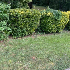 Bush Trimming by Flip Mouth Drip LLC reviewed on July 20, 2022
