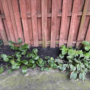 Mulching by Toro Verde Lawns reviewed on April 30, 2025