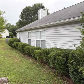 Bush Trimming by McNeil's lawn care &amp; maintenance reviewed on November 13, 2024