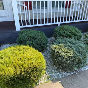 Bush Trimming by RobBassLawnServices reviewed on June 11, 2022