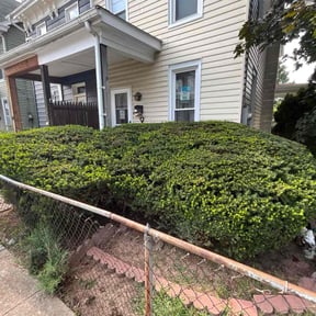 Bush Trimming by D & L Lawncare Service LLC reviewed on June 8, 2022