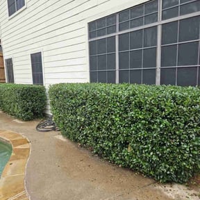 Bush Trimming by Turbo Cuts reviewed on July 11, 2022