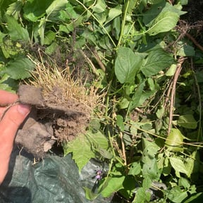 Flower Bed Weeding by Lifetime Lawn & Landcare reviewed on May 19, 2022