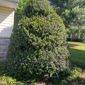 Bush Trimming by Billy Stone reviewed on November 20, 2024