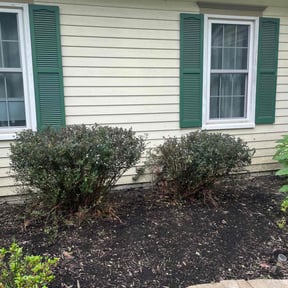 Bush Trimming by GoGreen Lawn Service reviewed on July 8, 2022