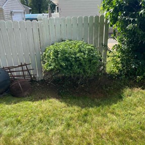 Bush Trimming by 12's Company Family lawn Services reviewed on May 26, 2022