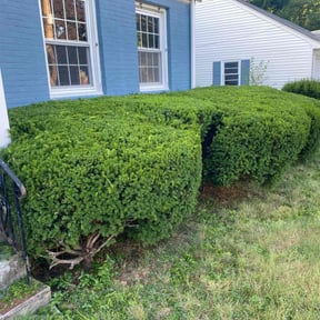 Bush Trimming by Ledezma reviewed on March 22, 2022