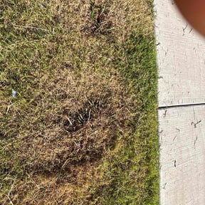 Weeding by JTRS Landscaping, LLC reviewed on June 27, 2021