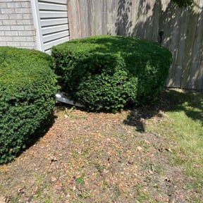 Bush Trimming by Washington lawncare and landscaping llc reviewed on June 10, 2022