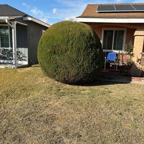 Bush Trimming by Sals lawn and landscape reviewed on July 17, 2022