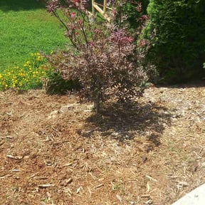 Weed Pulling by Lousgrass reviewed on July 21, 2022