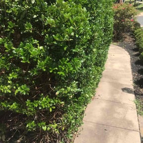 Bush Trimming by Chance Productions Inc reviewed on April 20, 2022