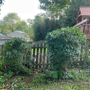 Bush Trimming by Álvarez Landscaping & Remodeling LLC reviewed on September 9, 2021