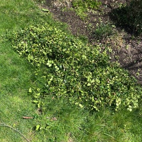 Cleanups by Buckeye lawn maint reviewed on July 16, 2020