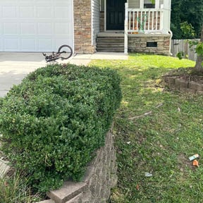 Bush Trimming by Quality landscaping reviewed on June 1, 2022