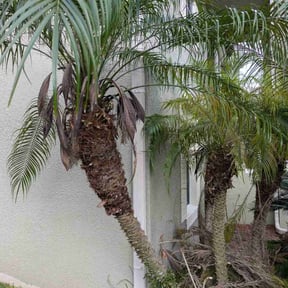 Flower Bed Weeding by John's Lawn Maintenance reviewed on November 14, 2022