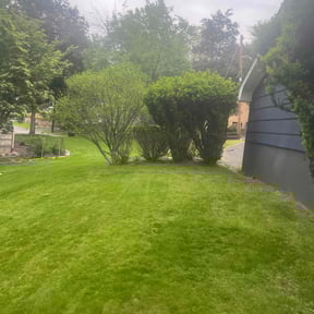 Bush Trimming by Transit LLC reviewed on July 21, 2022