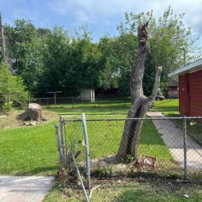 Bush Trimming by Central TX Services reviewed on July 26, 2022