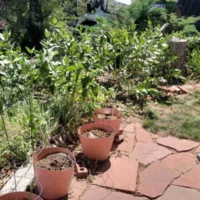 Flower Bed Weeding by Landscaping V&K. reviewed on August 6, 2024