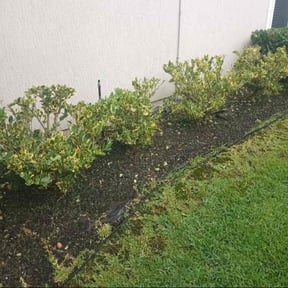 Bush Trimming by GreenRich Landscaping Solutions reviewed on July 25, 2022