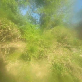 Bush Trimming by Mills Landscaping reviewed on June 25, 2022