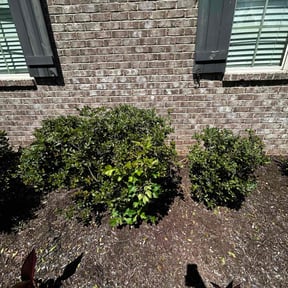 Bush Trimming by Dutch Lawn Care reviewed on February 24, 2025
