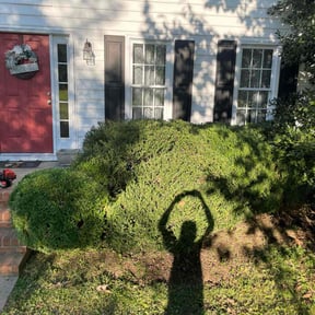 Bush Trimming by Household Maintenance &amp; Lawn Care Services reviewed on December 16, 2024