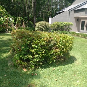Bush Trimming by Bigdogs Property Maintenance reviewed on August 15, 2025