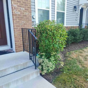 Bush Trimming by DBA Four seasons, landscaping reviewed on December 11, 2024