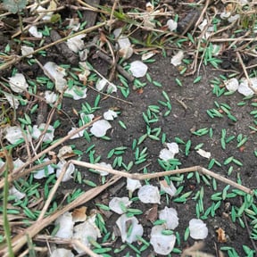 Lawn Seeding by Dream Cuts landscaping and Lawn Care LLC reviewed on January 23, 2025