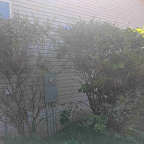 Bush Trimming by J&M Landscaping reviewed on May 2, 2025