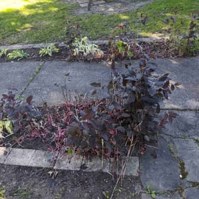 Leaf Removal by Clean The Green Lawncare reviewed on October 22, 2022