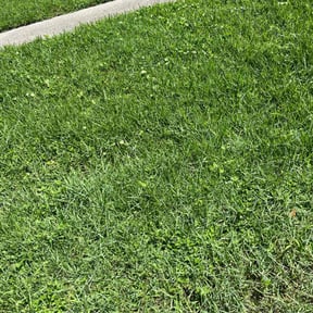 Bush Trimming by Felo Pride lawn services reviewed on March 6, 2025