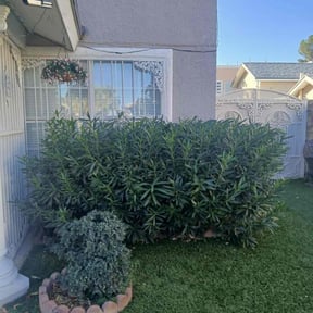 Bush Trimming by Sunshine lawncare reviewed on November 8, 2022