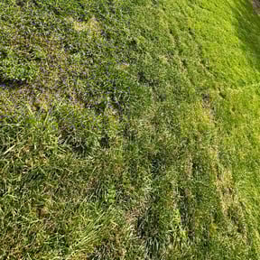 Bush Trimming by CV LAWN MAINTENANCE LLC reviewed on August 6, 2022