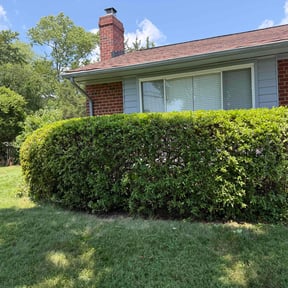 Bush Trimming by Amber's Lawn&landscaping llc reviewed on August 1, 2022