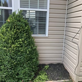 Bush Trimming by Mr. Mower reviewed on June 5, 2022