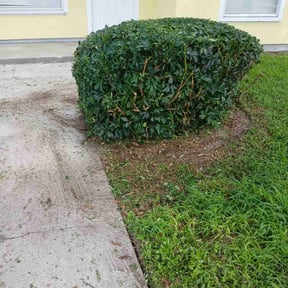 Bush Trimming by LD Brown Landscaping And Pressure Washing reviewed on April 12, 2022