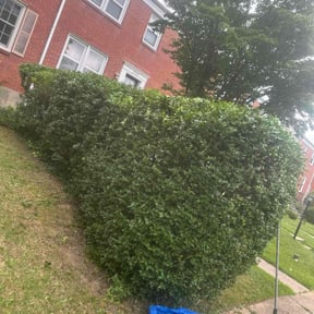 Bush Trimming by Olando landscaping reviewed on May 3, 2025