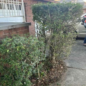Bush Trimming by Craft's Lawn Care reviewed on June 7, 2022