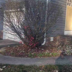 Bush Trimming by Cris Landscaping reviewed on June 23, 2025