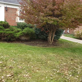 Flower Bed Weeding by True Grass Care reviewed on July 20, 2025