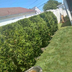 Bush Trimming by Jacob's Lawncare reviewed on June 17, 2020
