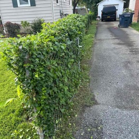 Bush Trimming by Thayer&#039;s Property Maintenance reviewed on August 8, 2022