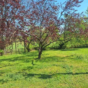 Cleanups by Sosa's Lawn Care & Design LLC reviewed on November 15, 2024