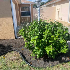 Bush Trimming by It's Dubble Better Lawn & haul reviewed on October 8, 2021