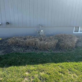 Bush Trimming by above and beyond building services reviewed on July 27, 2020